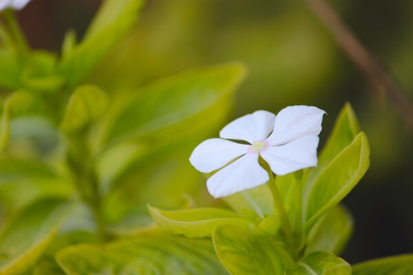 Makrofotografia flory w ogrodzie