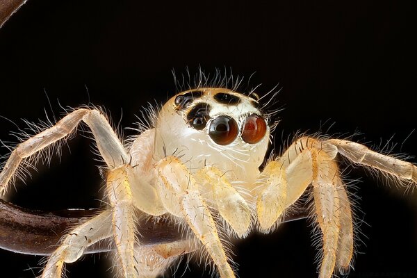 Fotografía macro de una araña en una rama