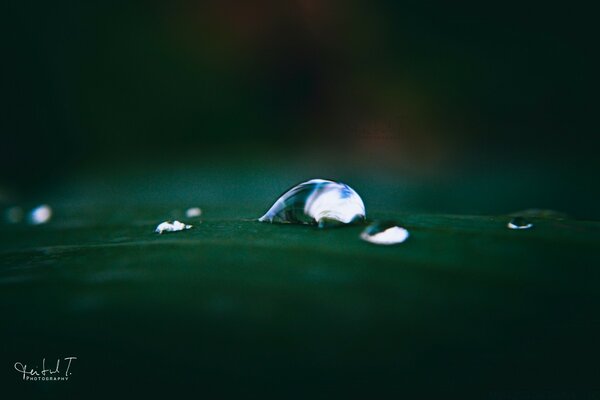 Macrofotografía. Gotas de agua en la hoja después de la lluvia