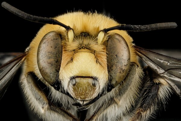 Nature. Micrography of an insect. Nice fur coat