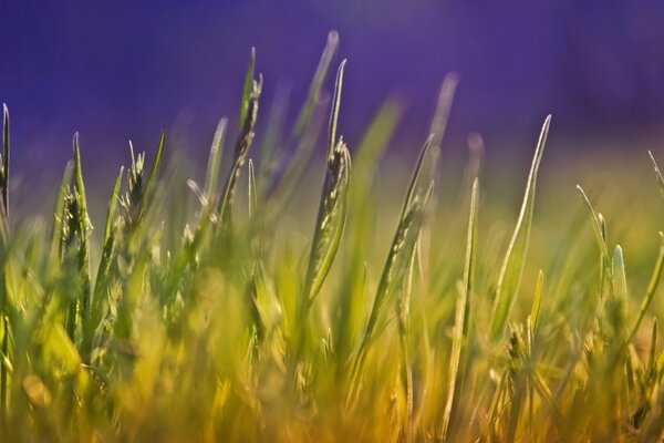 Photo de l herbe qui pousse au soleil