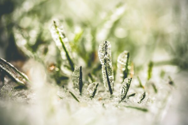 Frost after the thaw. Frozen grass