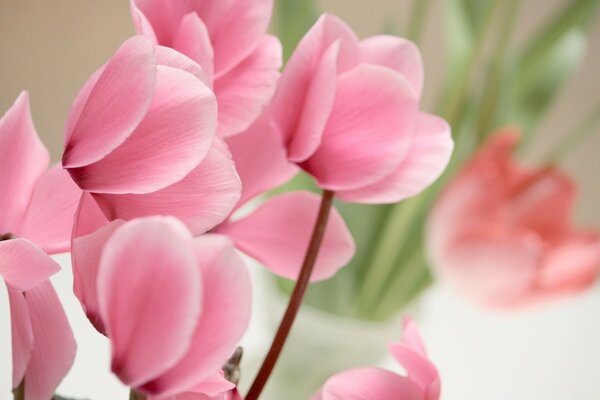 Pink flowers close-up