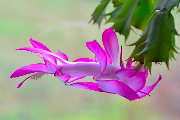 Fleur rose sur fond de nature