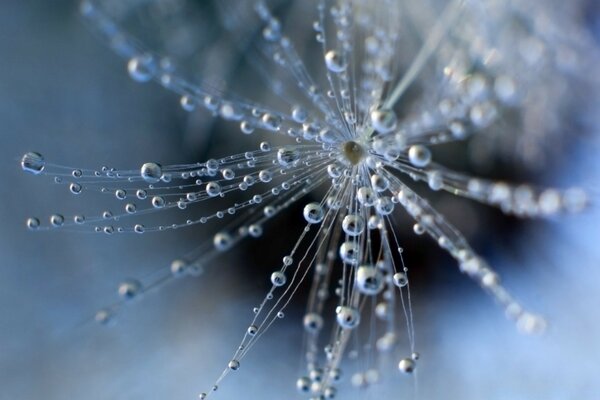 Gotas de rocío en la telaraña en la mañana de otoño