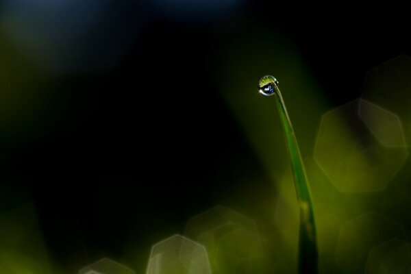 Photographie macro de rosée sur l herbe verte