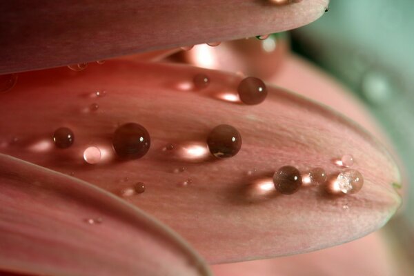 Macrophotographie. Gouttes de rosée sur les pétales de la fleur