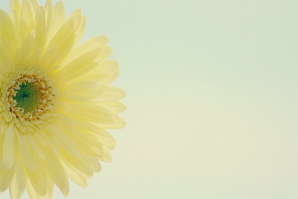 Amarelo gerbera camomila baixo contraste