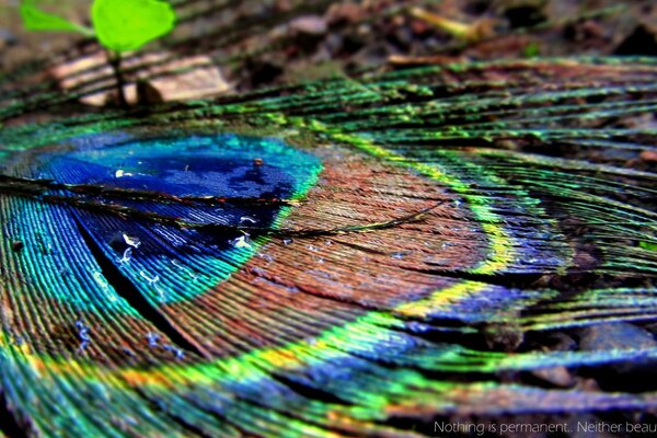 Macro photography. Rainbow peacock feather on the background of nature