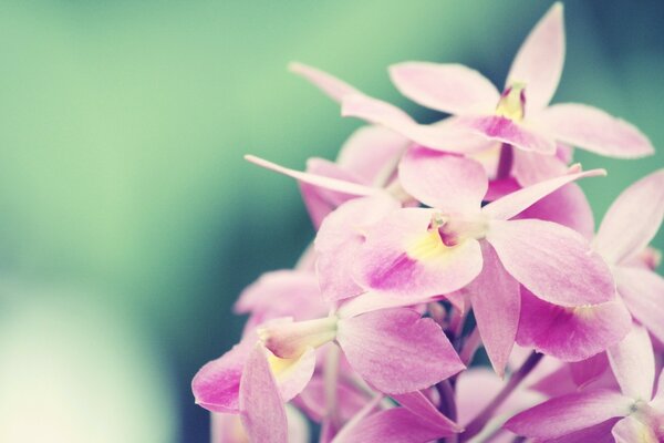 Spring flower in the morning in the garden