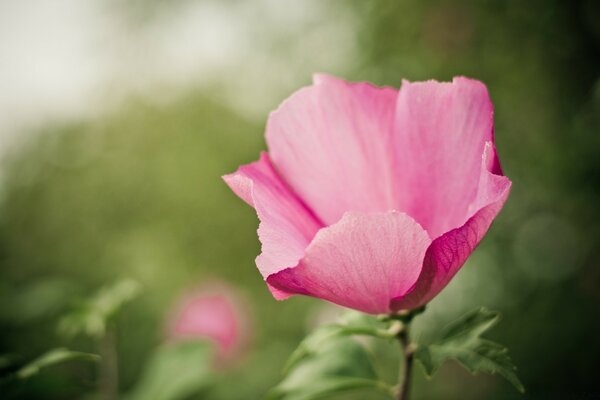 Rosenknospe. Verschwommenes Bokeh im Hintergrund