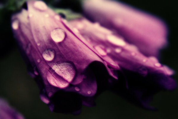 Makrofotografie. Wassertropfen auf den Blütenblättern