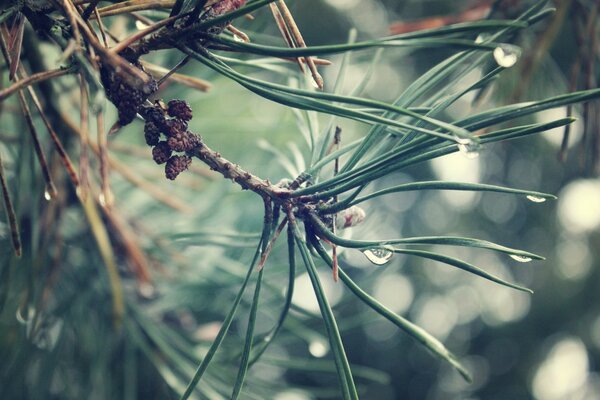 Macro photography of Christmas tree needles with a race