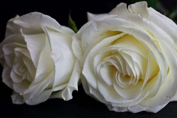 Two delicate white roses