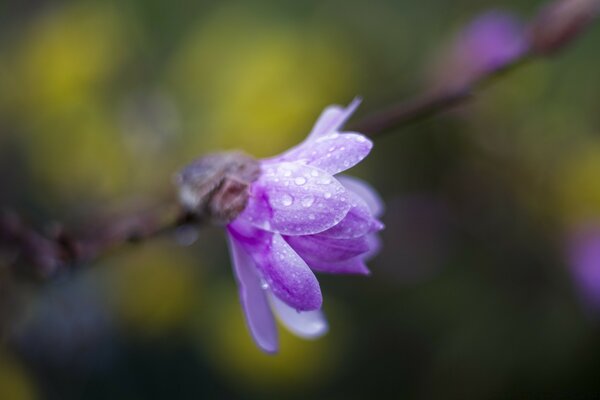 A very beautiful purple flower