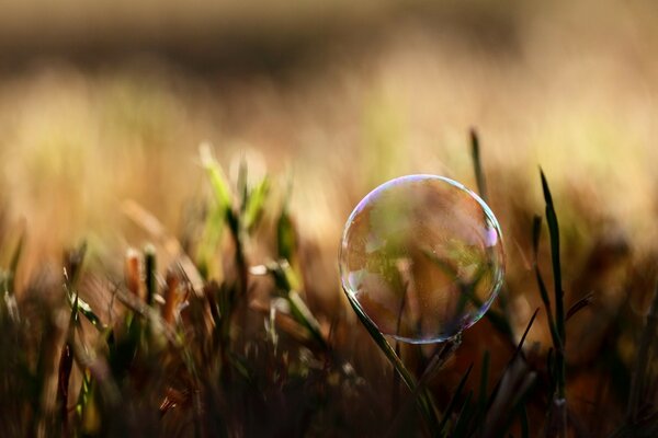 A soap bubble on a blurry background