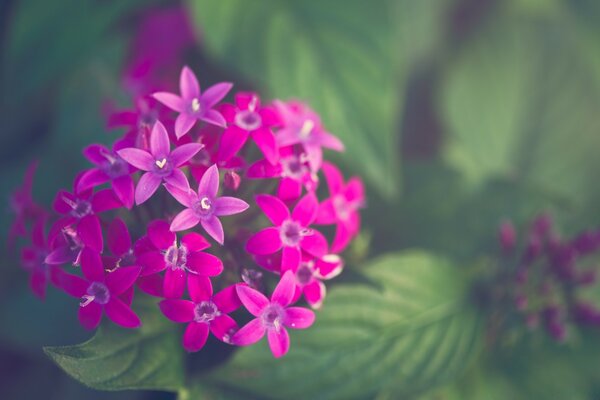 Makroaufnahmen von Blumen und Pflanzen