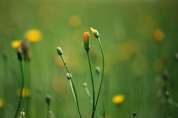 Fotografia macro di boccioli di fiori selvatici