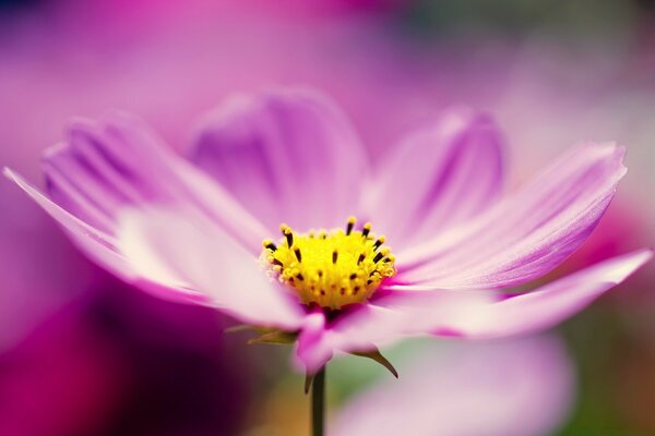 Macro di petali e foglie