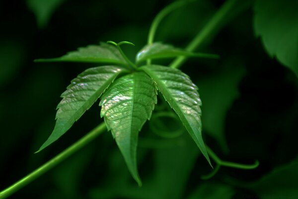 Fotografía de planta de primer plano