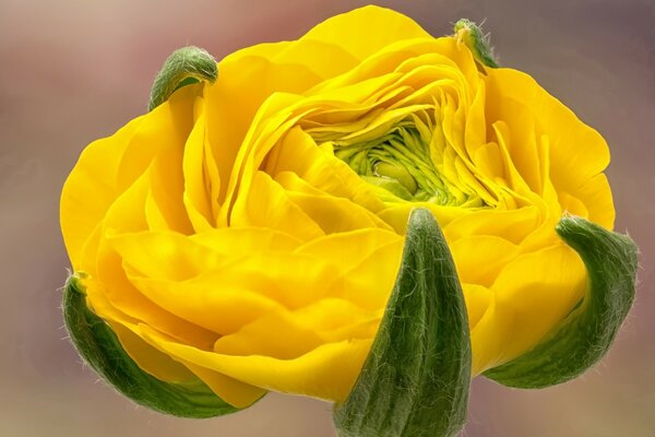 Fotografía macro del proceso de florecimiento de la flor