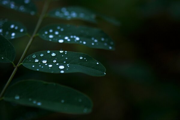 Folha macro com gotas de chuva