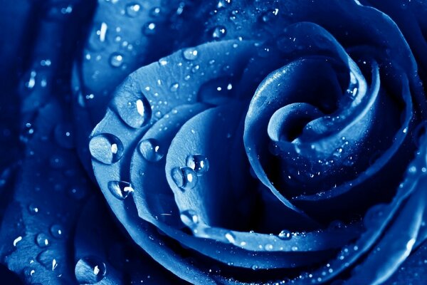 Rosa azul em gotas de orvalho