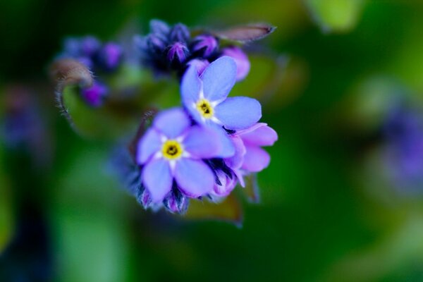 Flora der Tierwelt, Feldblume