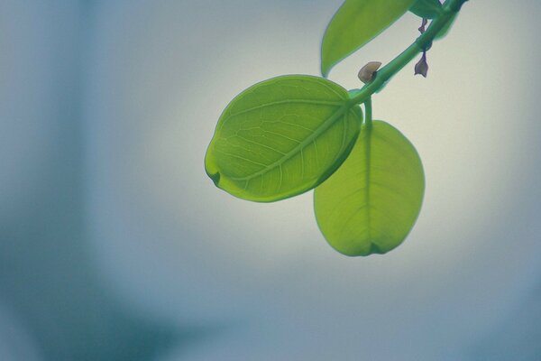 Les premières feuilles. Pousse verte