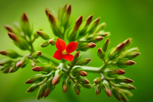 Petite fleur en fleurs de couleur rouge parmi les bourgeons encore non ouverts sur fond vert