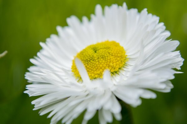 Fleur de camomille closeup