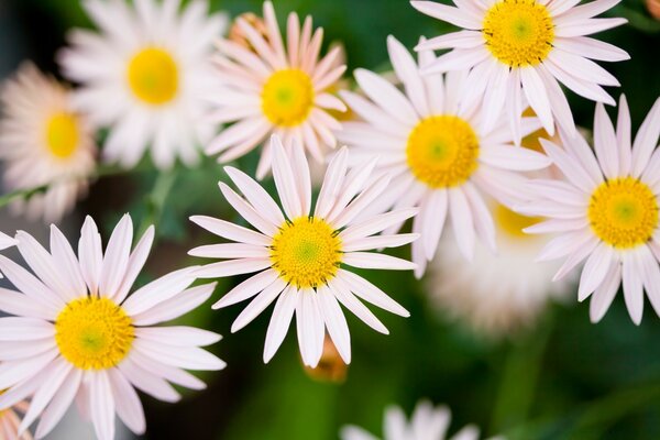 Chamomile flowers summer macro photography