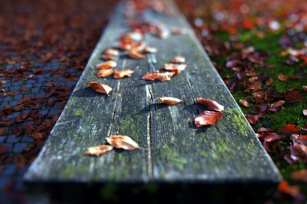 Macro photography of fallen dry leaves