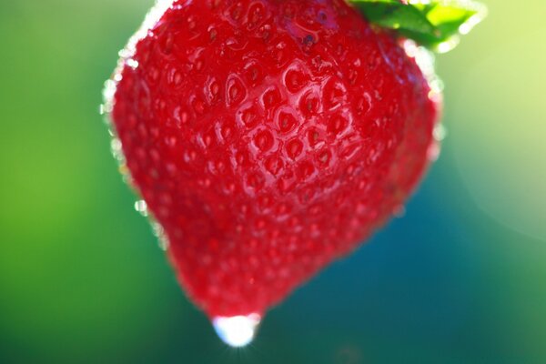 Grandi fragole fresche con una goccia