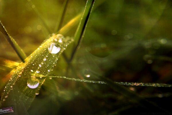 Schöne Natur nach dem Regen