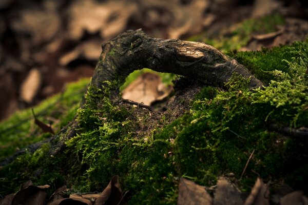 Ein längst umgestürzter Baum, der mit Moos bedeckt ist