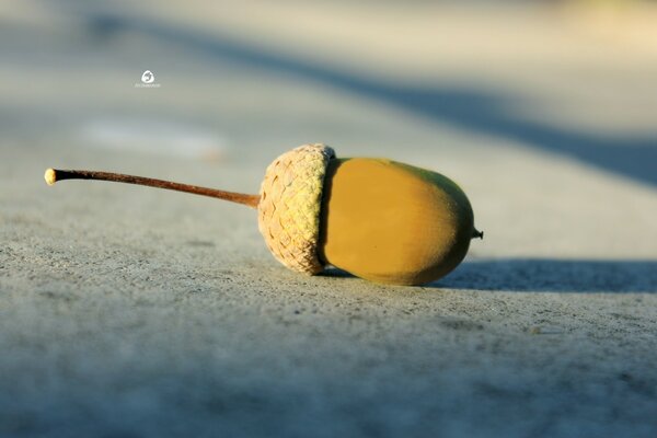 The acorn on a white and gray background lies