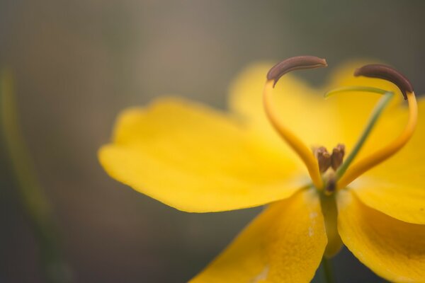 Flor amarilla en condiciones naturales