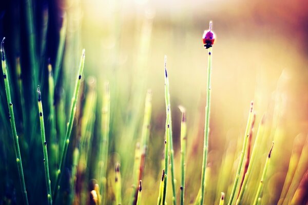 Fotografía macro de la hierba en el fondo del amanecer