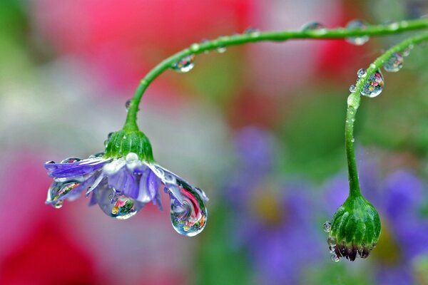 Gotas de lluvia en una flor en el campo