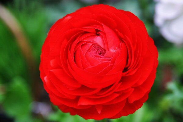 Fiore rosso gigante