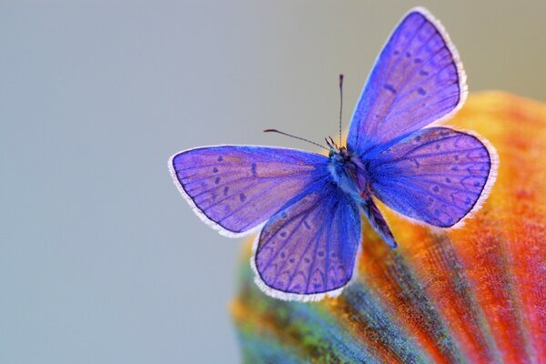 灰色背景上的紫色蝴蝶的显微照片