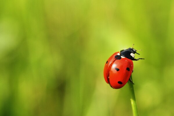 Insecte coccinelle sur un brin d herbe