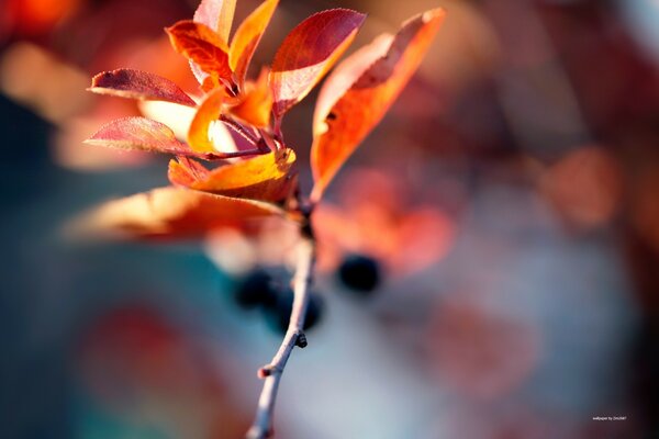 Herbstliche Natur. Purpurrote Blätter