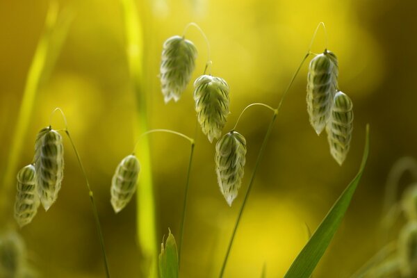 Macro de petits épillets verts