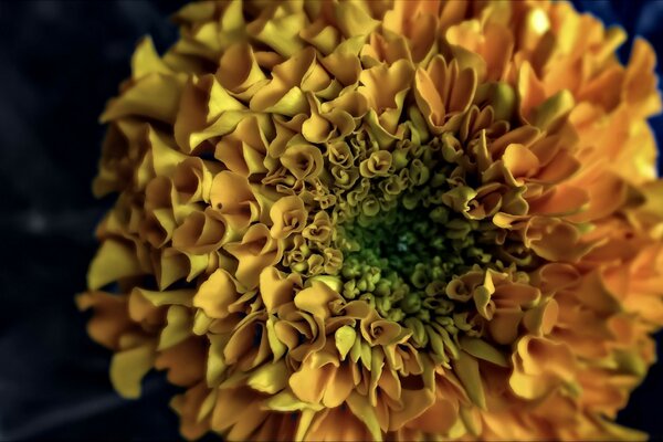 Imagen de una flor amarilla en el Escritorio