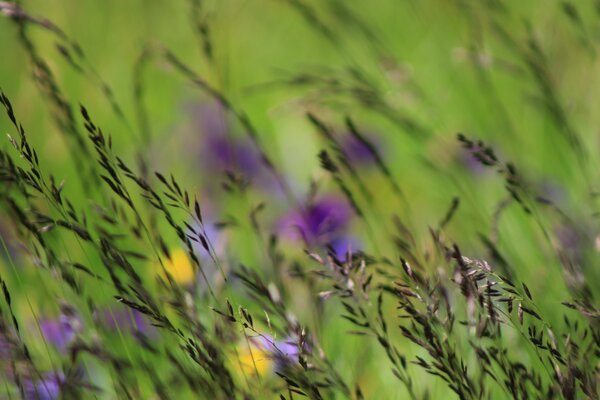 Sonnenuntergang im Feld. Wildblumen, am Sommerabend