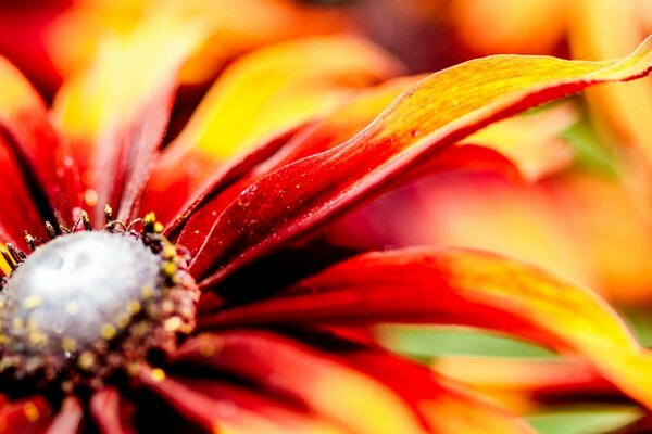 Macrofotografía. Foto de una flor de verano brillante