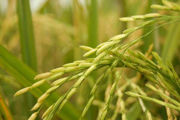 Macro photography of spring chic nature