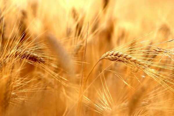 Qual è un buon raccolto di grano quest anno